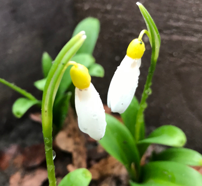 Galanthus 'Elizabeth Harrison'